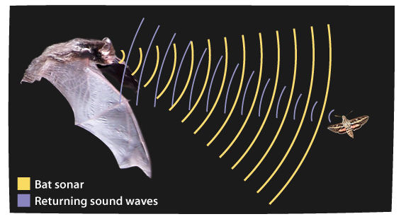 bat ultrasonic sound